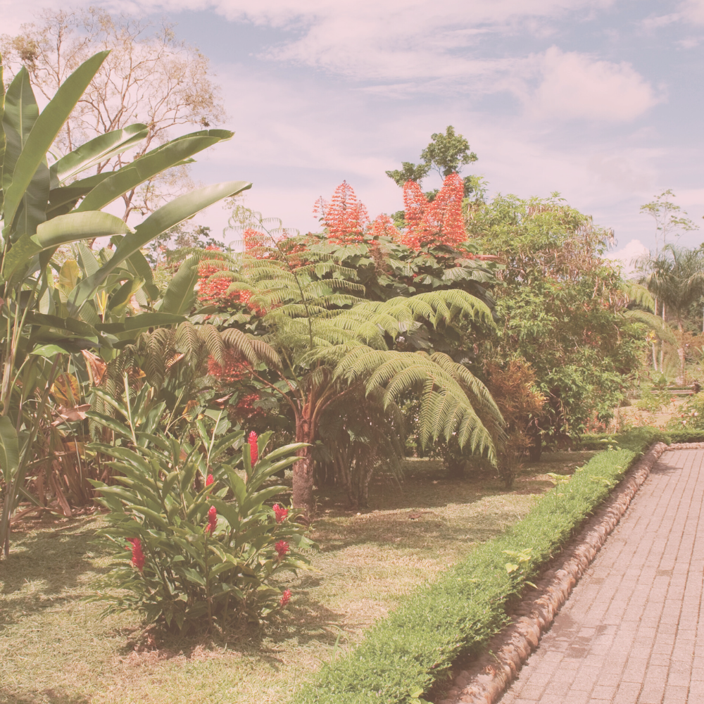 beauty garden