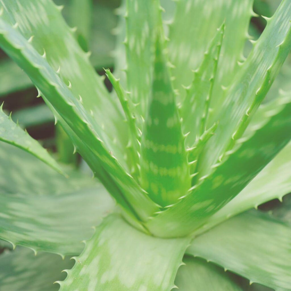 aloe vera to start a beauty garden