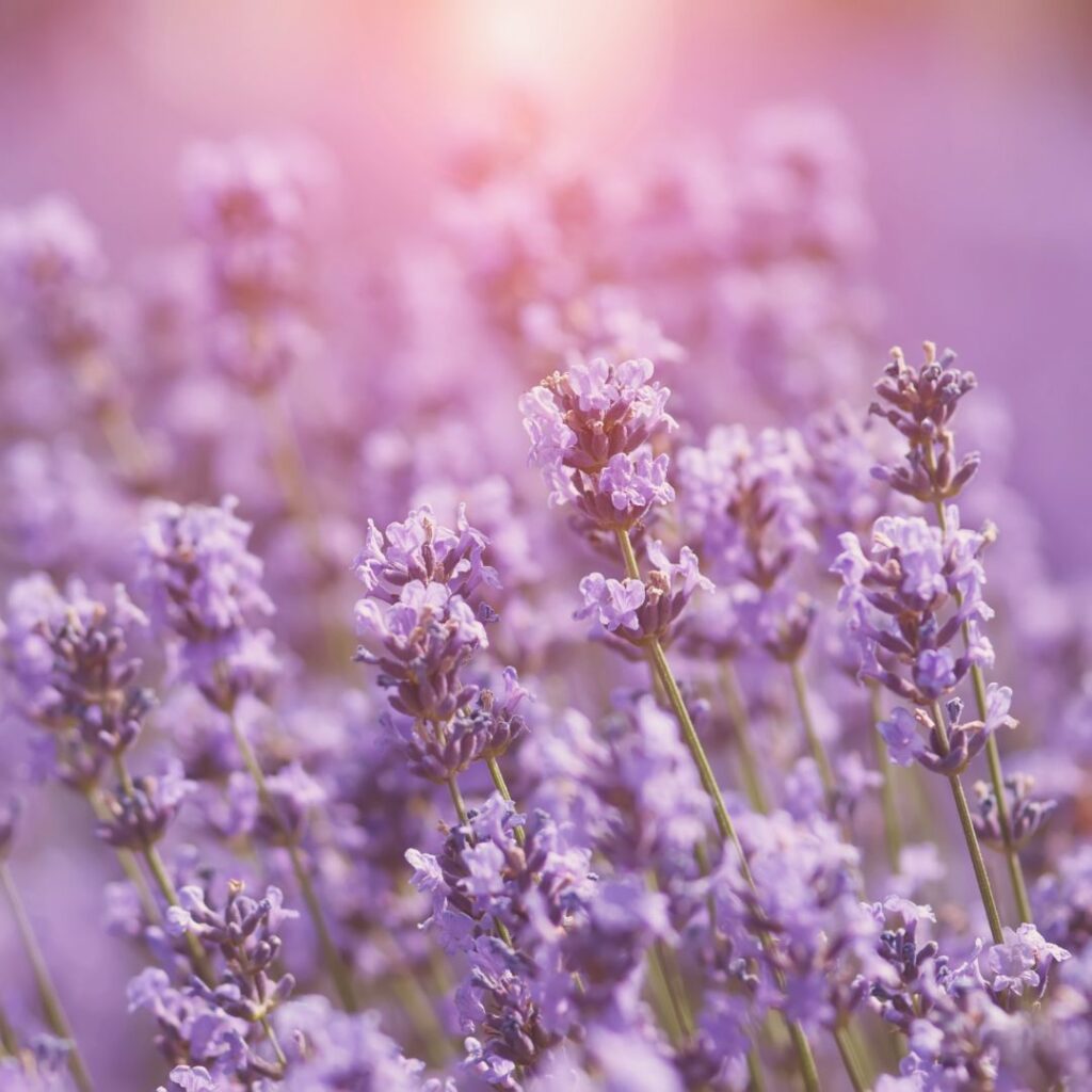 lavender for beauty