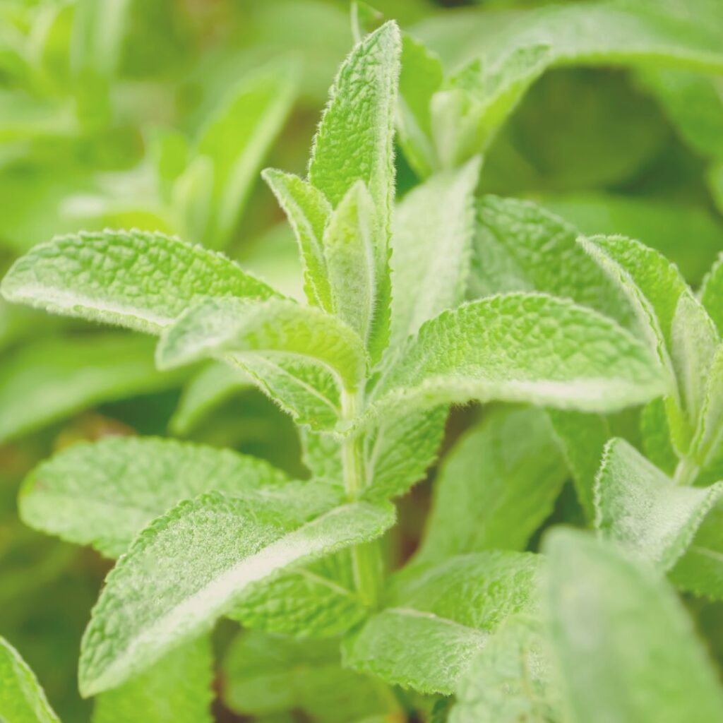 lemon balm to thicken