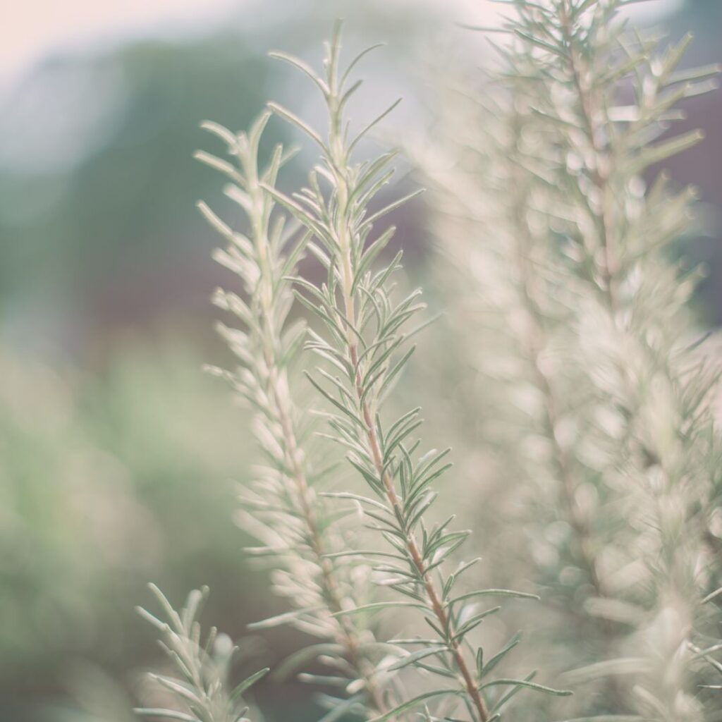 rosemary for growth